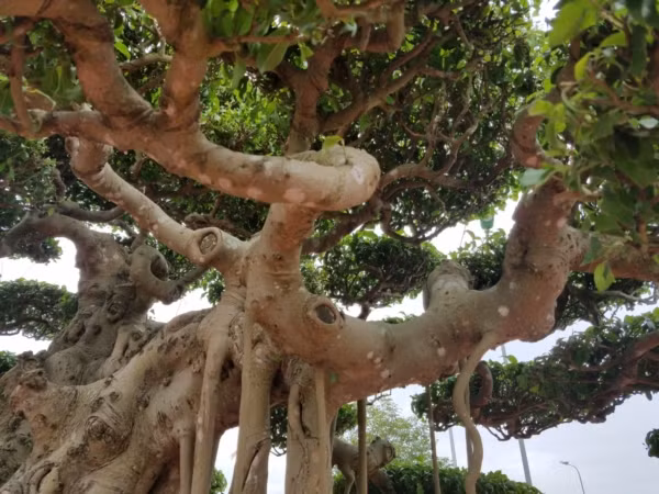 Phần thân chính xù xì phân cành nhánh theo lối chiết chi...được giới chơi cây cảnh đánh giá cao. Ảnh: Dân Việt