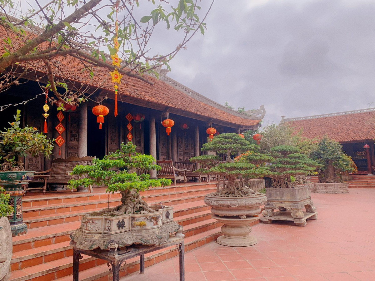 Cây cảnh quý hiếm tạo điểm nhấn của căn biệt thự. Ảnh: Dân trí