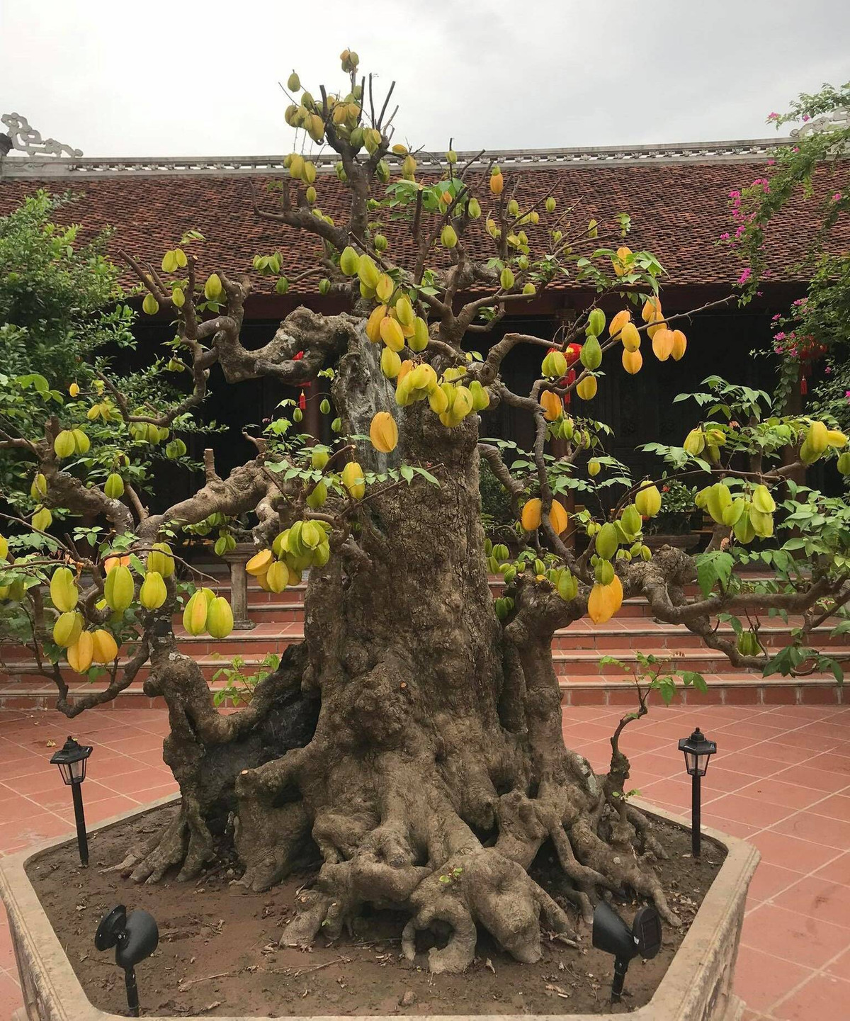 Đặc biệt, cây khế cổ hơn 300 năm tuổi là "bảo vật" được chăm chút kỳ công. Ảnh: Dân trí