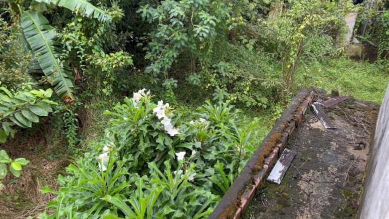 Khu vườn nhà của MC Cát Tường rộng khoảng 600m2, toạ lạc tại cù lao An Bình, thuộc tỉnh Vĩnh Long.