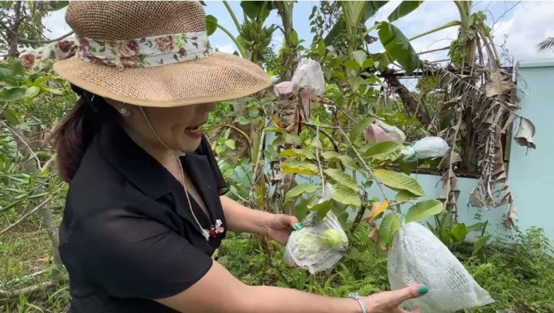 Sợ chim ăn trái, ông còn bọc túi nilong cẩn thận.