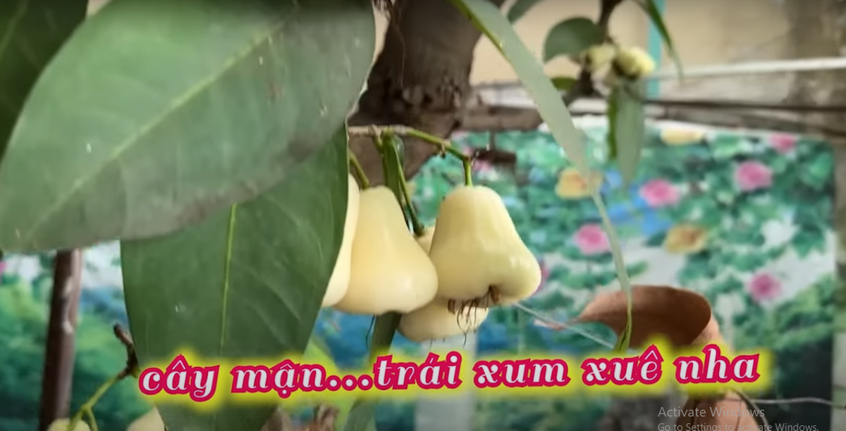 Cây mận nhỏ nhưng quả sai chi chít từ gốc đến ngọn.