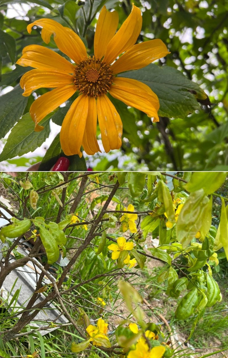 Khóm hoa trong vườn rực rỡ.