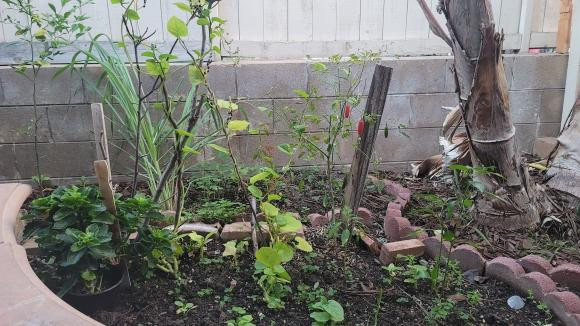 Dễ dàng nhận thấy, khu cảnh trong khu vườn rất bình yên, trồng nhiều cây trái quen thuộc ở Việt Nam như chanh, quất, ớt... Ảnh: FBNV