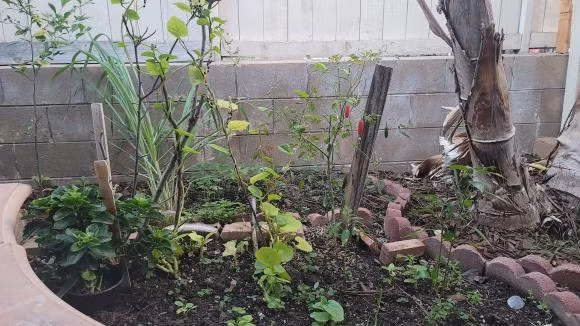 Dễ dàng nhận thấy, khu cảnh trong khu vườn rất bình yên, trồng nhiều cây trái quen thuộc ở Việt Nam như chanh, quất, ớt... Ảnh: FBNV