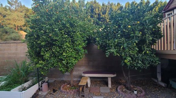 Vì yêu thiên nhiên và muốn các con có không gian vui chơi nên vợ chồng ca sĩ Thu Phương dành gần 500m2 làm sân vườn. Ảnh: FBNV