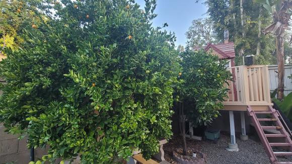 Trên trang các nhân, ông bầu Dũng Taylor thường đăng tải ảnh về khu vườn trong căn biệt thự tại Mỹ. Ảnh: FBNV