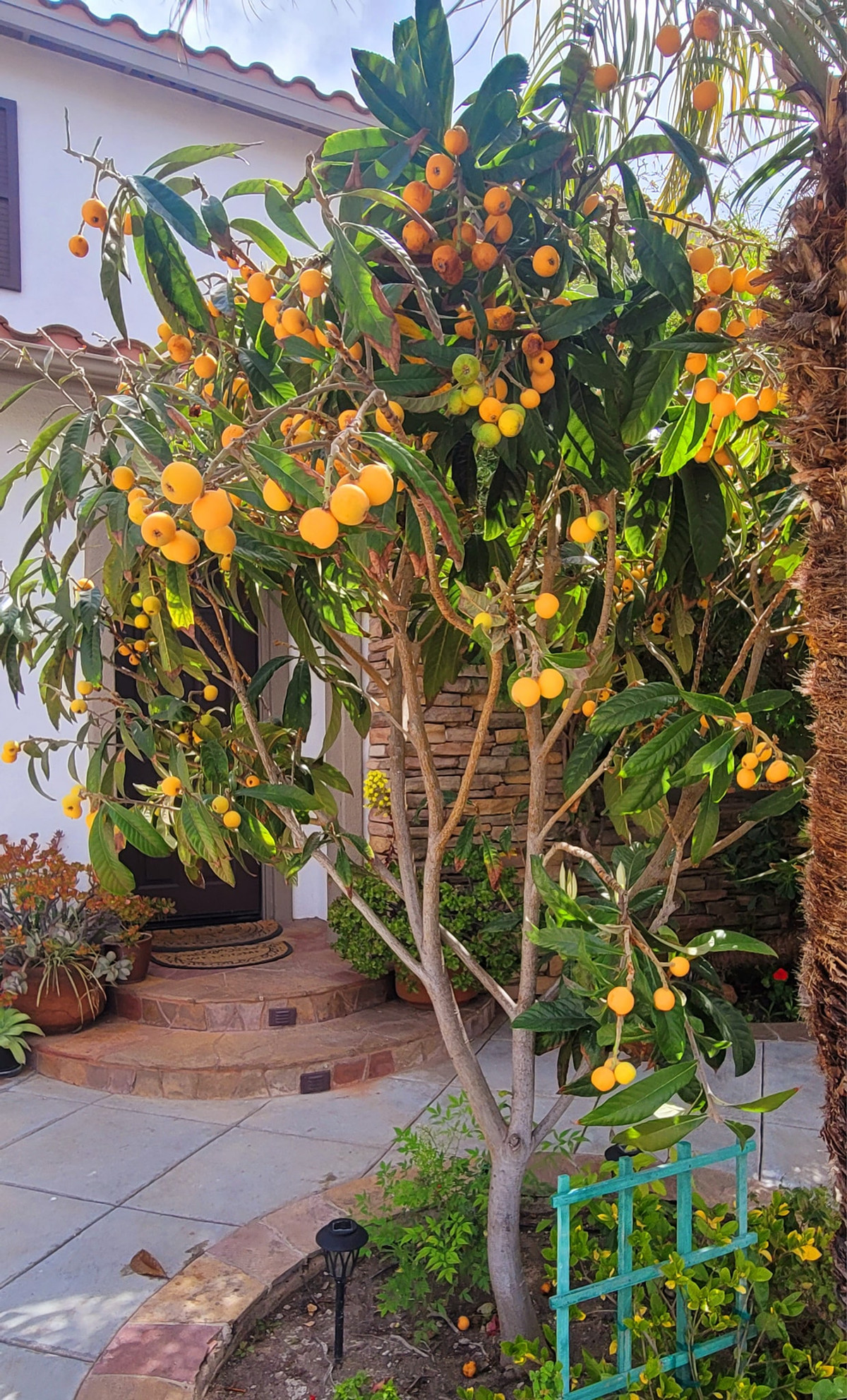 Cây Sơn Trà - Nhót tây sai trĩu quả. Ảnh: FBNV