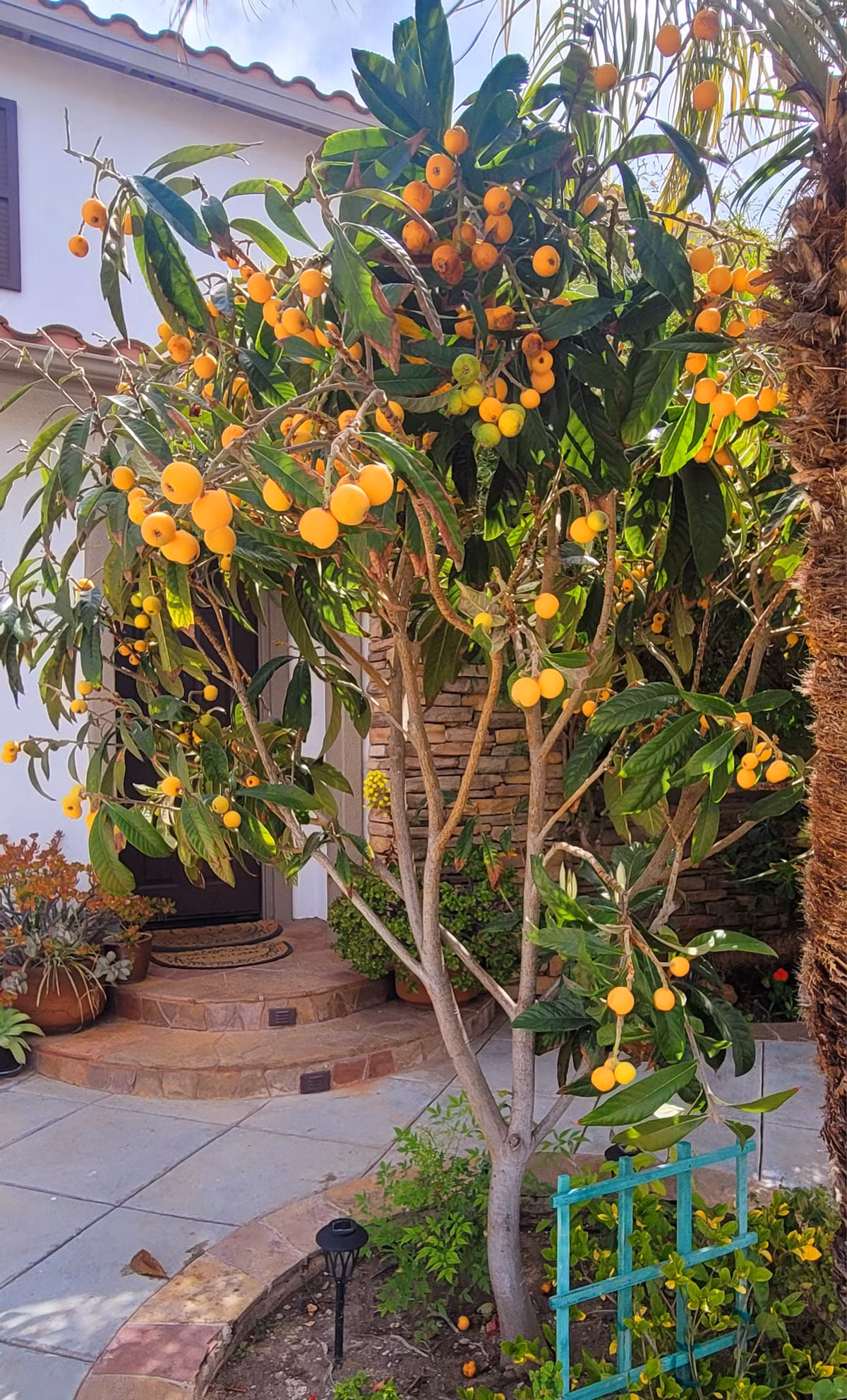 Cây Sơn Trà - Nhót tây sai trĩu quả. Ảnh: FBNV