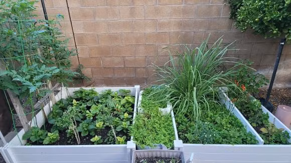 Các loại rau thơm cũng tốt um. Ảnh: FBNV