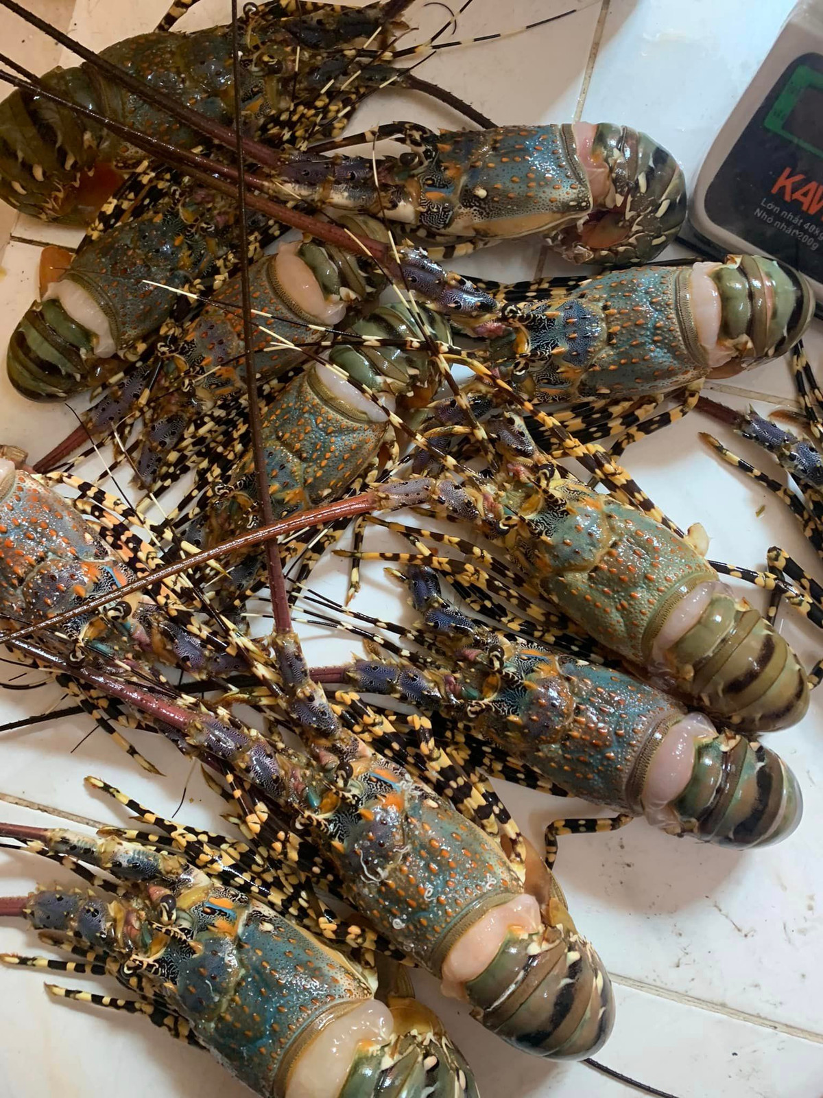  Tôm hùm bông được đánh giá là ngon nhất trong các loại tôm hùm bởi vị rất ngọt, thịt dai và có giá trị dinh dưỡng cao. Ảnh: FB Tôm Hùm Bà Quyền