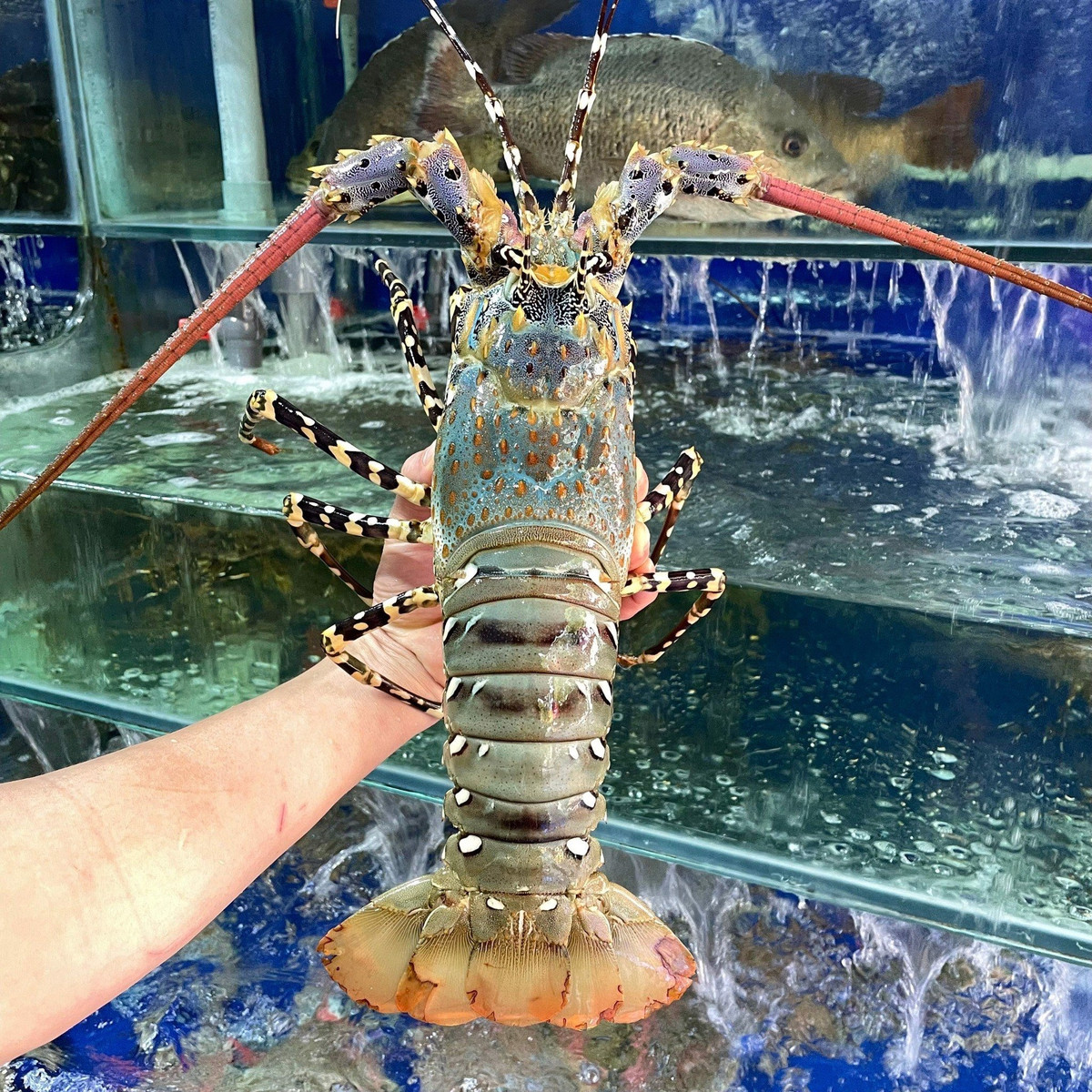 Tôm hùm bông Việt Nam có cơ thể to nhất trong các loại tôm hùm biển và hình dạng hơi tròn. Ảnh: Camudo