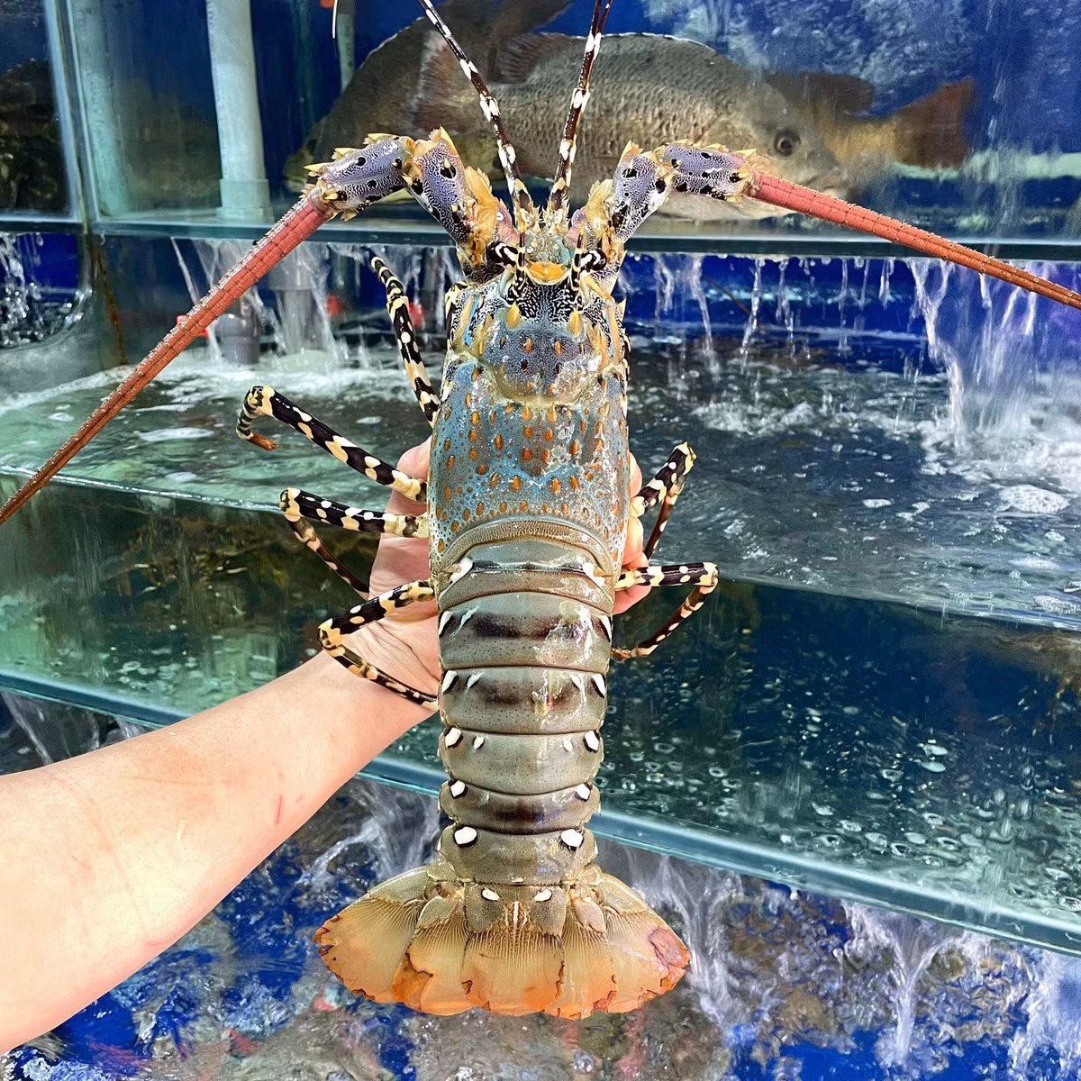 Tôm hùm bông Việt Nam có cơ thể to nhất trong các loại tôm hùm biển và hình dạng hơi tròn. Ảnh: Camudo