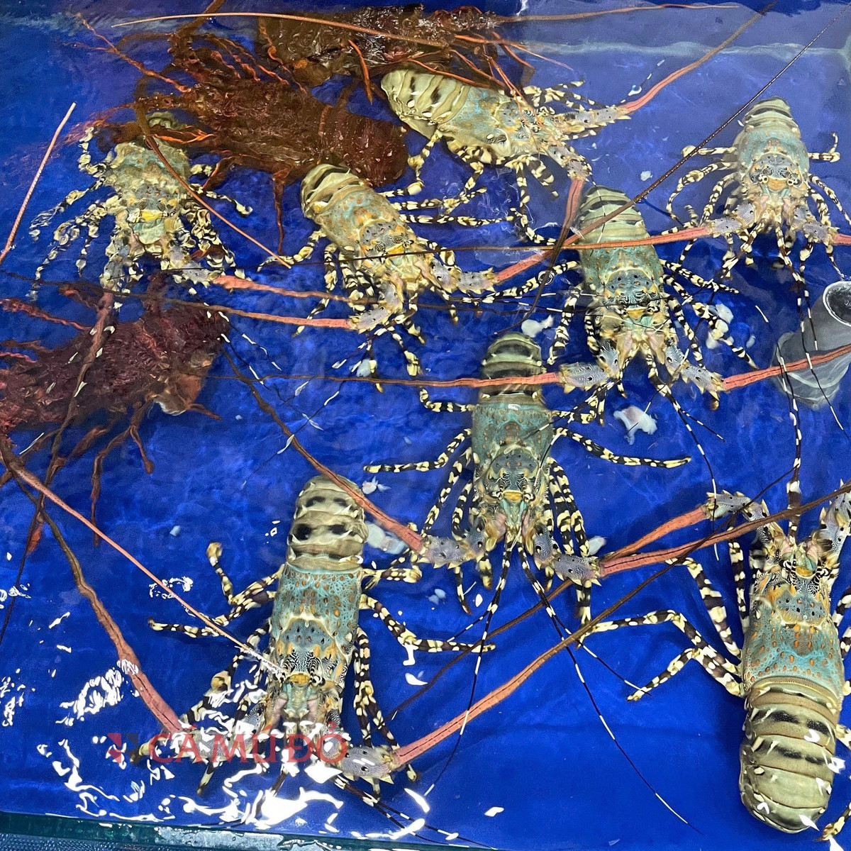 Thức ăn của tôm hùm bông gồm tảo, rong, động vật giáp xác nhỏ và các loại sinh vật biển nhỏ khác. Ảnh: Camudo