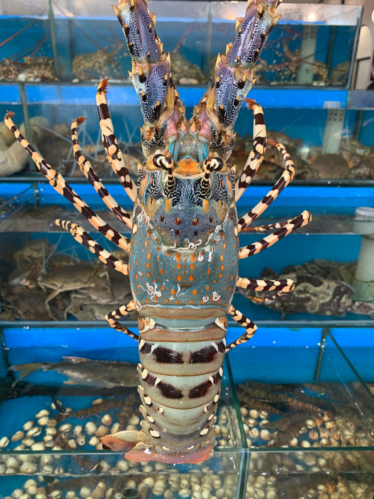 Tôm hùm bông giá cao bởi trọng lượng lớn và quy trình chăm sóc khó hơn, thời gian nuôi cũng lâu hơn. Ảnh: Internet