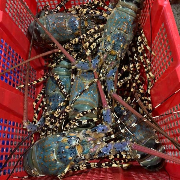 Tôm hùm bông có kích thước lớn, chiều dài có thể đạt 25 - 30 cm. Con nhỏ nặng khoảng 500g - 700g, con lớn từ 1 kg trở lên. Ảnh: Daohaisan