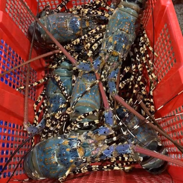 Tôm hùm bông có kích thước lớn, chiều dài có thể đạt 25 - 30 cm. Con nhỏ nặng khoảng 500g - 700g, con lớn từ 1 kg trở lên. Ảnh: Daohaisan