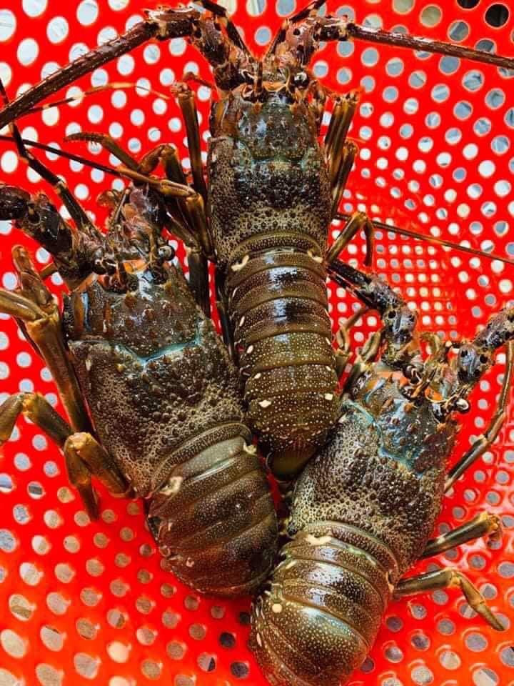 Vỏ của tôm hùng cứng, hai râu mạnh mẽ và có gai nhỏ. Ảnh: Vuahaisan