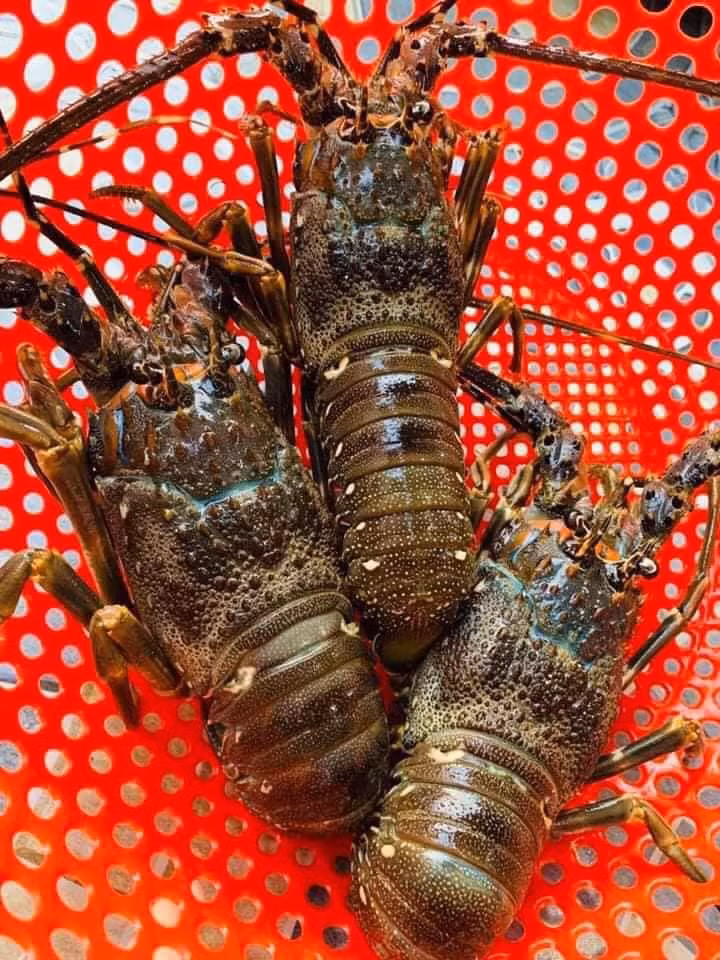 Vỏ của tôm hùng cứng, hai râu mạnh mẽ và có gai nhỏ. Ảnh: Vuahaisan