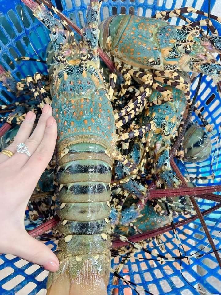 Tôm hùm bông là đặc sản nổi tiếng của vùng biển Cam Ranh, Phú Yên. Gọi là tôm hùm bông vì trên thân của chúng có những đường nét, họa tiết đốm hoa văn. Ảnh: FB Giang Trọc