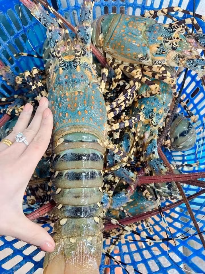 Tôm hùm bông là đặc sản nổi tiếng của vùng biển Cam Ranh, Phú Yên. Gọi là tôm hùm bông vì trên thân của chúng có những đường nét, họa tiết đốm hoa văn. Ảnh: FB Giang Trọc