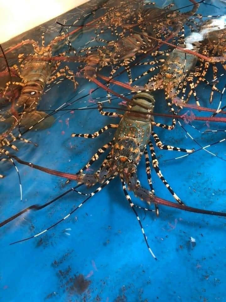 Loại tôm này thường có màu xanh dương nhạt, cùng với một số vệt sọc đen hoặc nâu trên cơ thể. Ảnh: Facebook