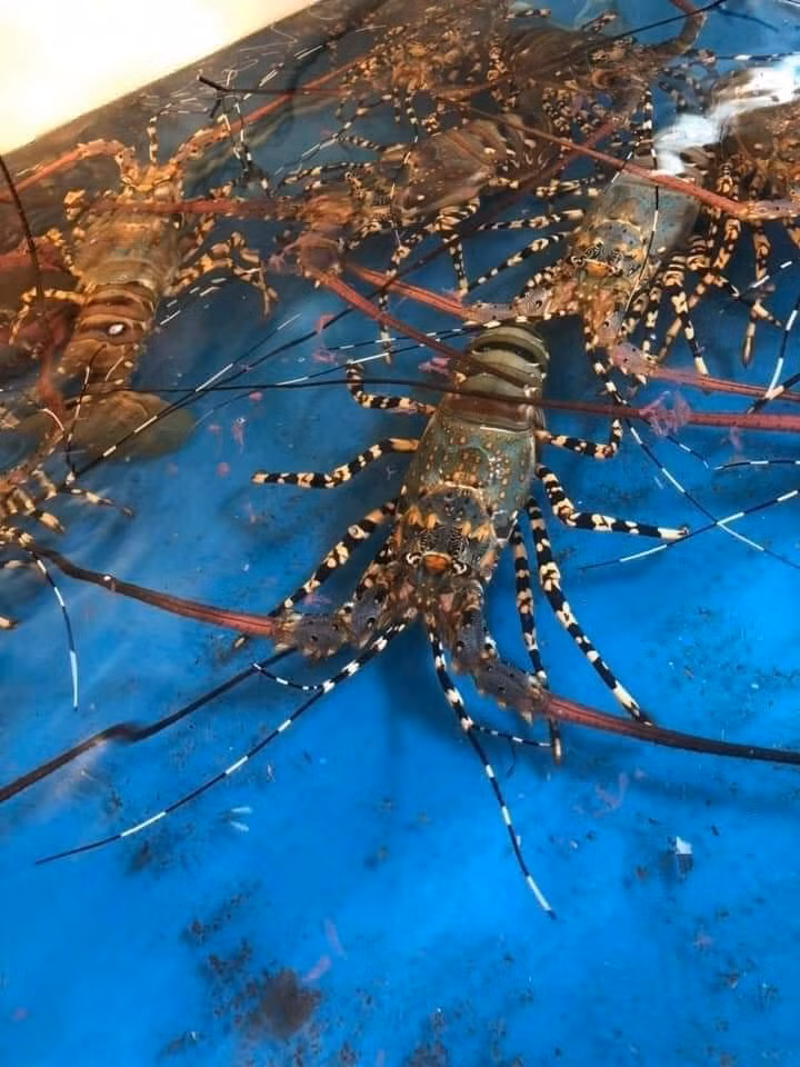 Loại tôm này thường có màu xanh dương nhạt, cùng với một số vệt sọc đen hoặc nâu trên cơ thể. Ảnh: Facebook