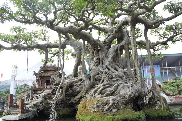 Thời điểm đó, để thuyết phục người bán, ông Khoa phải mất rất nhiều công sức, thời gian. Ban đầu, họ nhất quyết từ chối nhưng sau khi cần tiền đào ao, họ mới tiếc nuối bán lại cho ông Khoa với giá vào khoảng 10 cây vàng. Ảnh: Dân trí