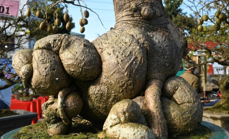 Cây cóc cao khoảng 1,5 mét nhưng thân rất to, uốn cuộn thành một vòng lớn. Ảnh: Dân trí