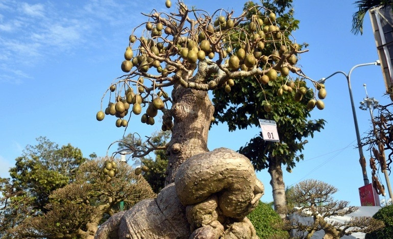 Trên cùng là chi chít trái cóc có kích cỡ bằng nắm tay mọc sum suê, tỏa đều ra xung quanh rất bắt mắt. Ảnh: Dân trí
