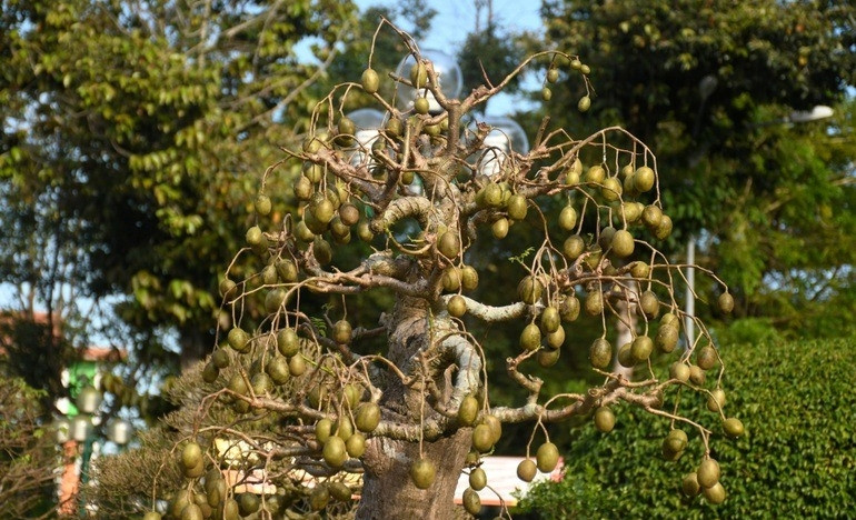 Cây cóc độc đáo có tuổi đời khoảng 50 năm. Từng có người trả giá 500 triệu đồng nhưng chủ nhân không muốn bán. Ảnh: Dân trí