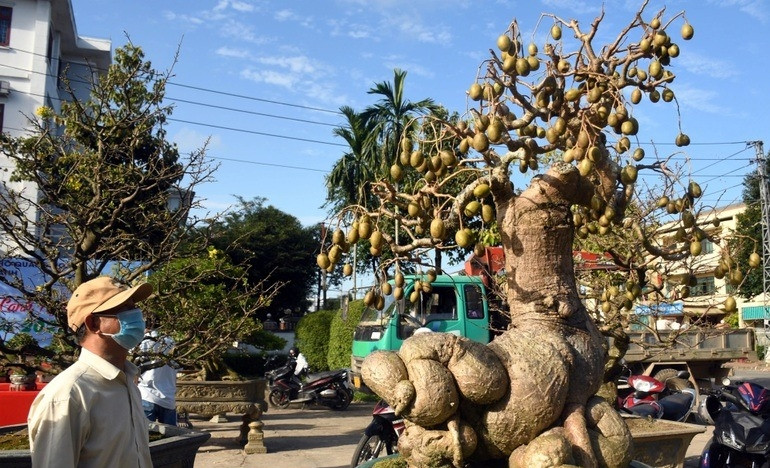 Theo chủ nhân, cái khó nhất là làm sao hãm cho cành không phát triển quá dài. Phải làm vậy thì khi cây ra trái mới đẹp. Ảnh: Dân trí