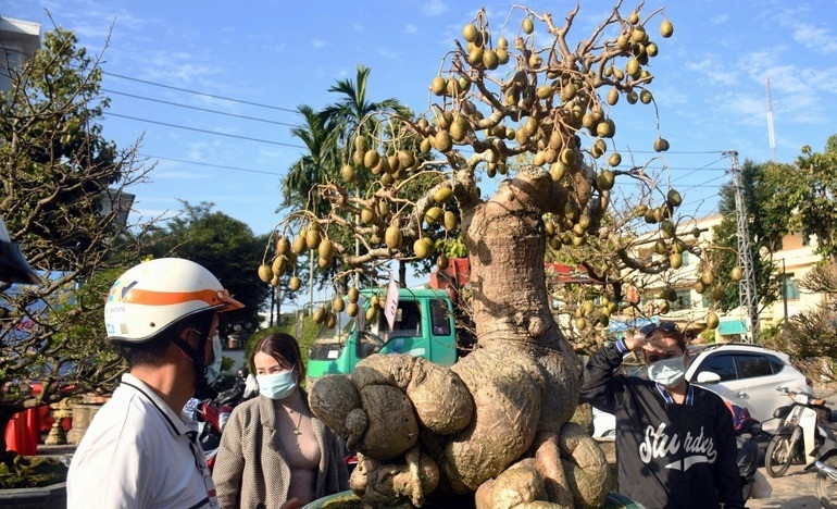 Hoành gốc đo được trên 2 m, nơi to nhất của phần thân cây khoảng 0,6 m. Ảnh: Dân trí