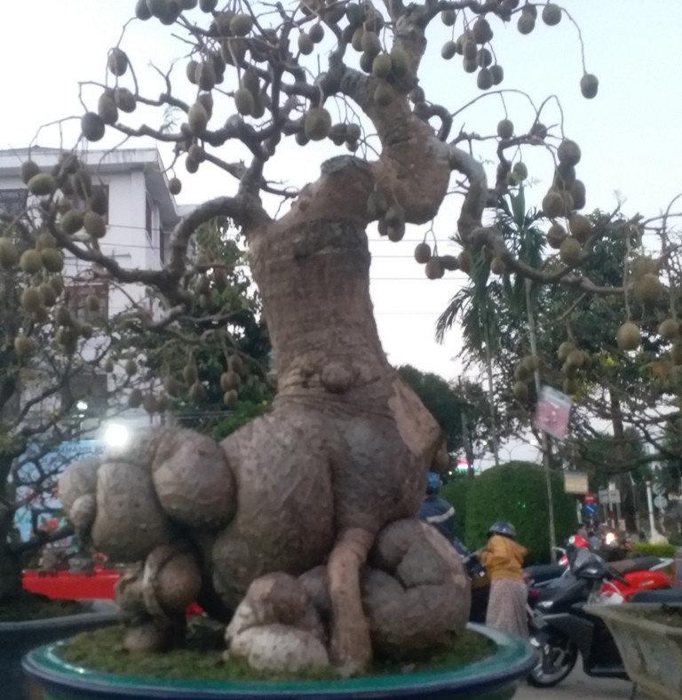 Chủ nhân của cây cóc cho biết mua gốc cây từ một người dân trong tỉnh. Sau đó thuê nghệ nhân ghép cóc thái vào gốc. Ảnh:Thanh niên