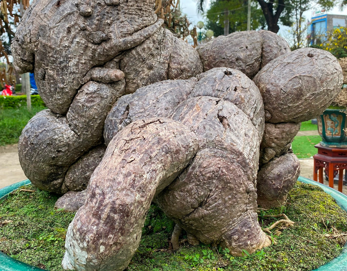 Ở gốc cây cóc, nu nổi lên từng đoạn, mập mạp uốn quanh rất kỳ quái. Ảnh: Thanh niên