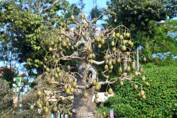 Một khoảng thân ngắn đâm thẳng lên phía trên và tỏa ra thành các cành nhỏ. Ảnh: Nông nghiệp