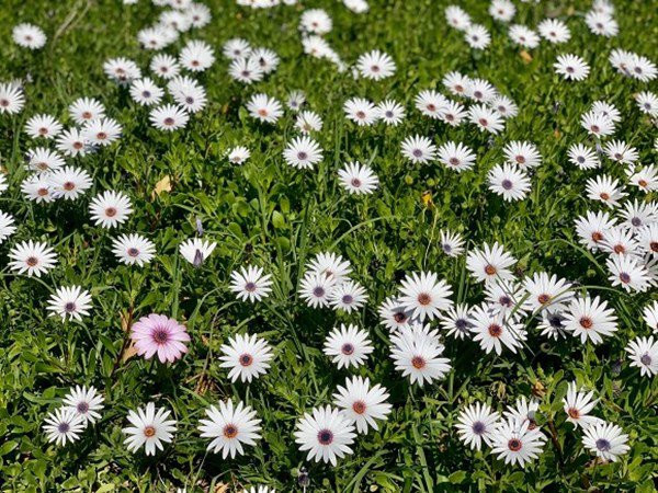 Hoa đua nhau khoe sắc. Ảnh: FBNV