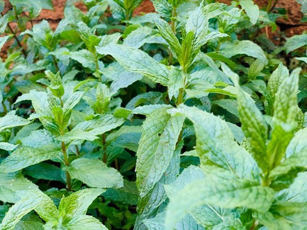 Các loại rau thơm để nấu món ăn Việt. Ảnh: FBNV