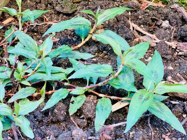 Trong vườn nhà còn trồng đủ thứ từ rau sạch, tới hoa. Ảnh: FBNV