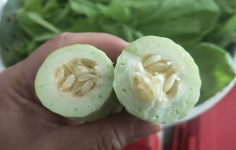 Nhiều người nhận xét giống dưa chuột này ăn giòn nhưng nhạt vị, hạt có vị hơi chua. Ảnh: Facebook