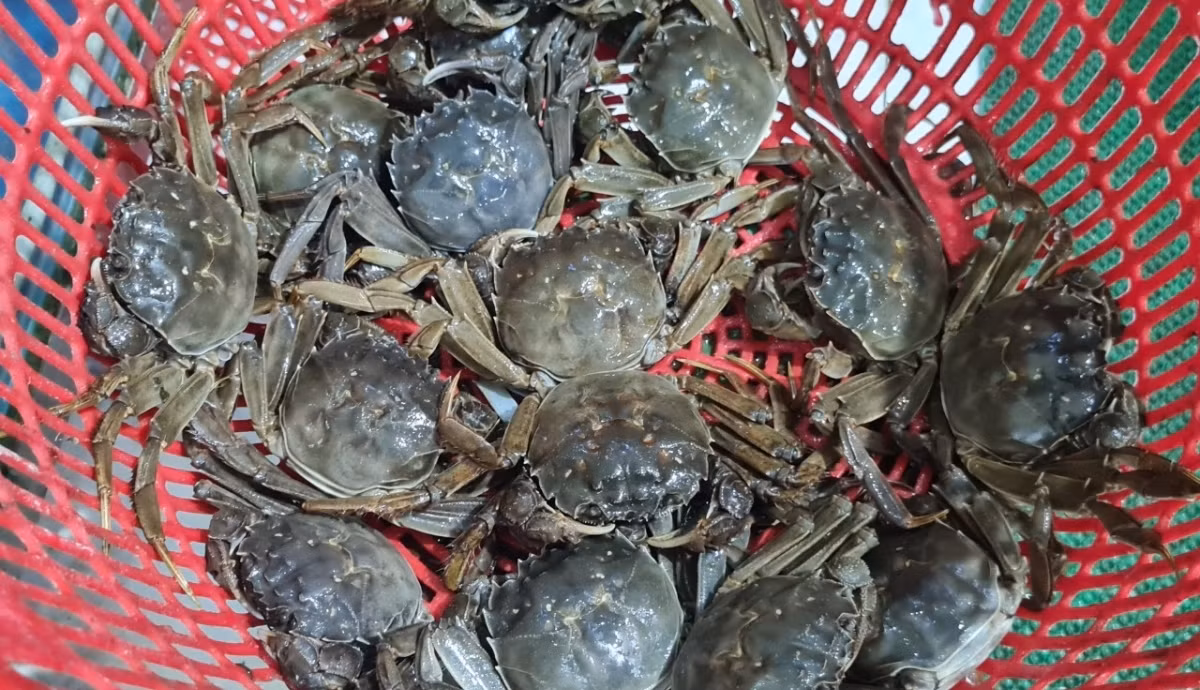 Trên thị trường, cua da Yên Dũng đang được rao bán trên các chợ hải sản online với giá cao “ngất ngưởng”, lên đến gần 1 triệu đồng/kg. Ảnh: VOV