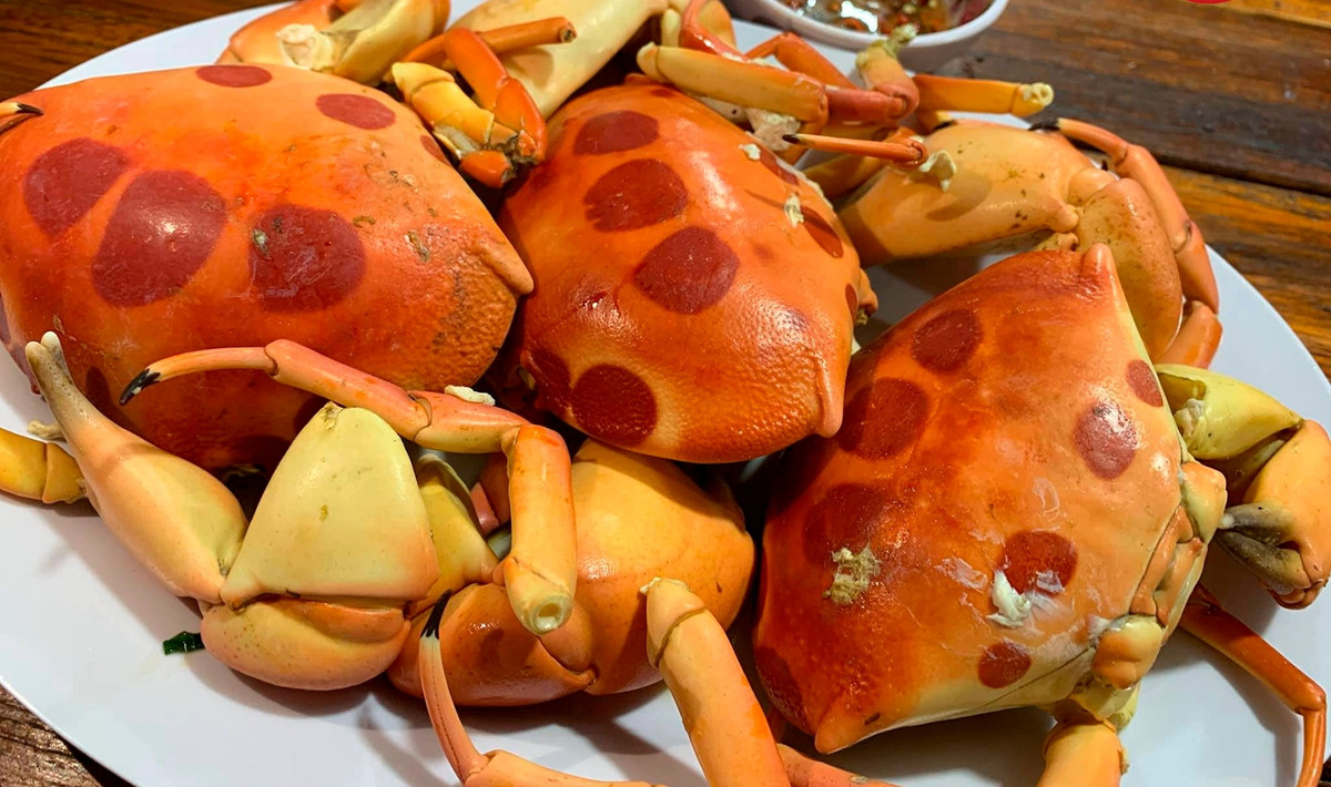 Cua mặt trăng có thể đạt trọng lượng tới 1kg và được xếp vào loại cua thượng hạng “đệ nhất cua” bởi thịt ngọt đậm đà, vừa thơm lại săn chắc. Ảnh: Haisanmoingay