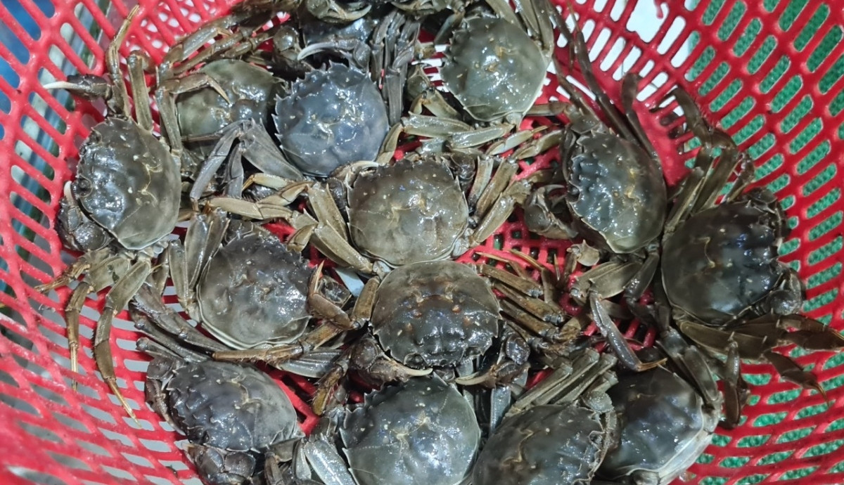 Trên thị trường, cua da Yên Dũng đang được rao bán trên các chợ hải sản online với giá cao “ngất ngưởng”, lên đến gần 1 triệu đồng/kg. Ảnh: VOV