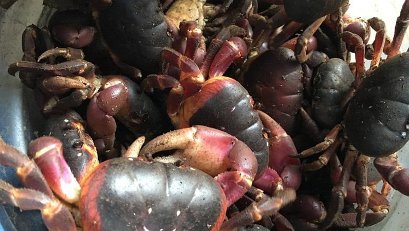 Những năm gần đây, cua dẹp trở thành đặc sản với giá bán tại đảo có lúc trên 800.000 đồng/kg. Ảnh: Dân Việt