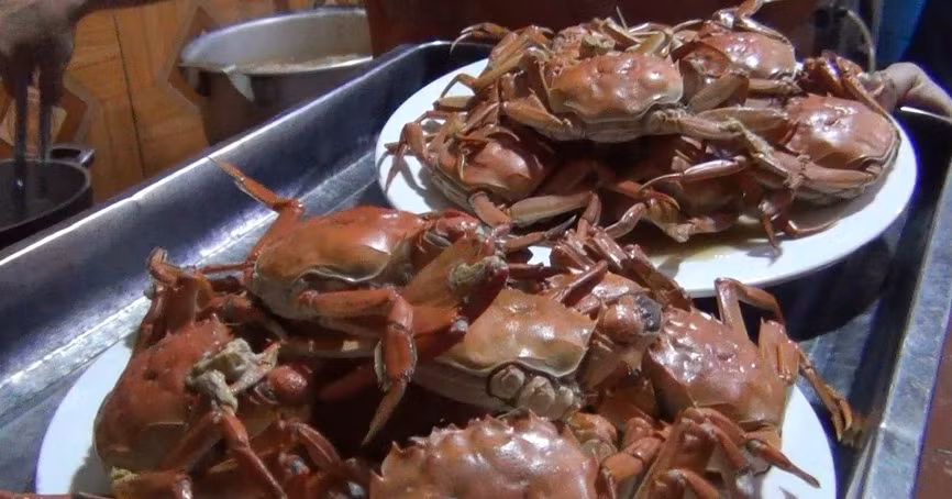 Loại cua này sống dưới các ghềnh đá ở đáy sông Cầu thuộc một số xã của huyện Yên Dũng và chỉ xuất hiện từ tháng 9 dến tháng 11 âm lịch. Ảnh: Baobacgiang