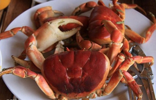 Cua dẹp (hay còn gọi cua đá) là đặc sản quý hiếm ở Lý Sơn (Quảng Ngãi). Chúng sống ở khu vực có hang, hốc đá ven bờ trên đảo. Ảnh: Lysongreentravel