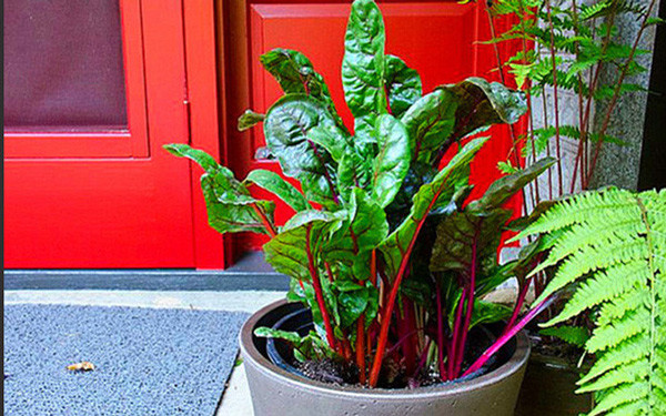 Nhờ ngoại hình bắt mắt, cải cầu vồng trở thành chậu bonsai rực rỡ.