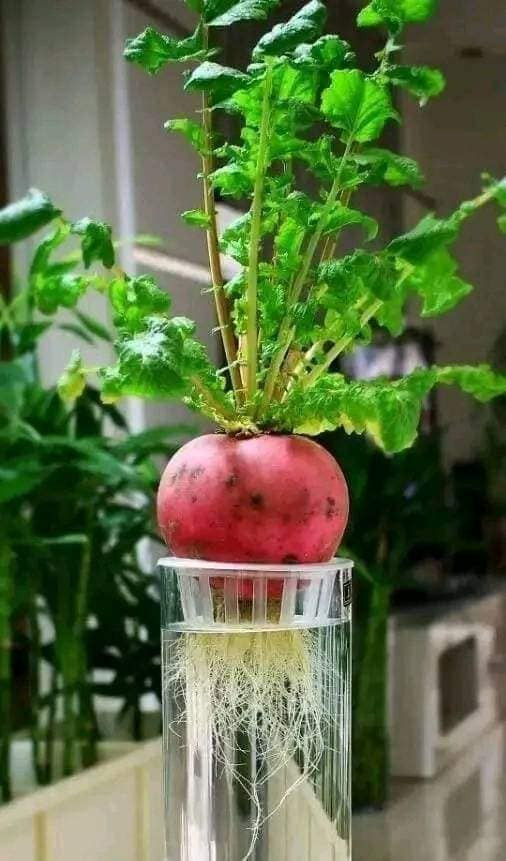 Màu sắc đỏ thẫm, hình dáng tròn đầy tượng trưng cho sự may mắn nên khi được lên đời thành bonsai, củ cải đỏ thu hút nhiều khách hàng.