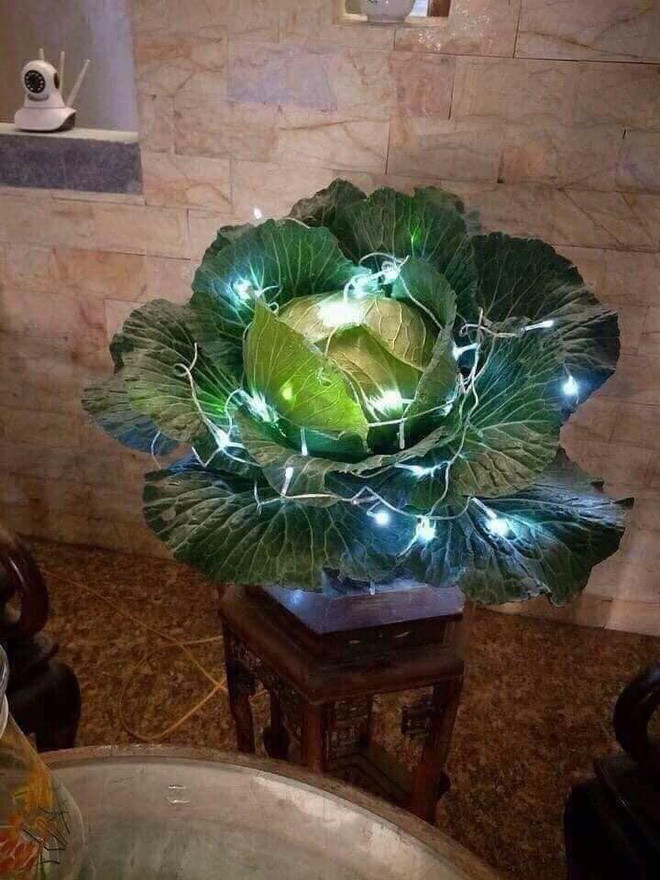 Chán đào, quất, gia chủ đưa bắp cải lên chậu thành bonsai.