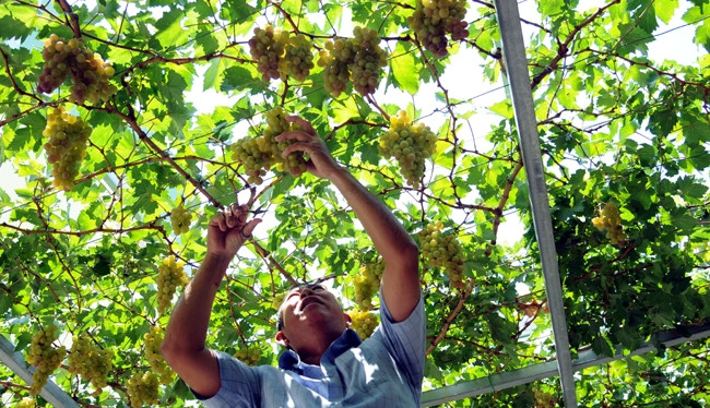 Ông Trương Văn Ở (quận 9, TP HCM) được nhiều người biết đến với vườn nho sai trĩu trịt ngay trong khuôn viên nhà mình. Ảnh: Báo tin tức